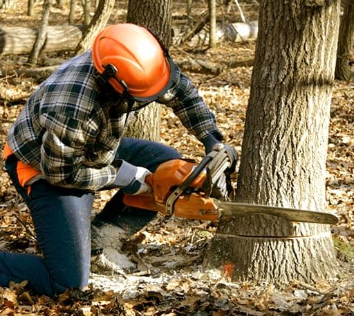 Tree Removal in Dorchester Center, MA